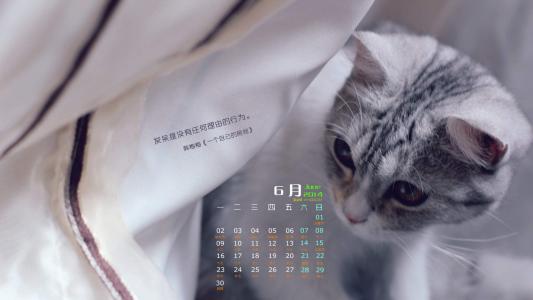 卖萌可爱猫咪图片安卓手机壁纸第4张