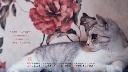卖萌可爱猫咪图片安卓手机壁纸第5张
