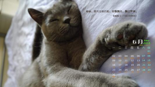 卖萌可爱猫咪图片安卓手机壁纸第6张