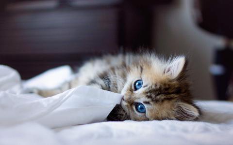 可爱宠物小猫咪呆萌抓拍特写桌面壁纸下载第6张