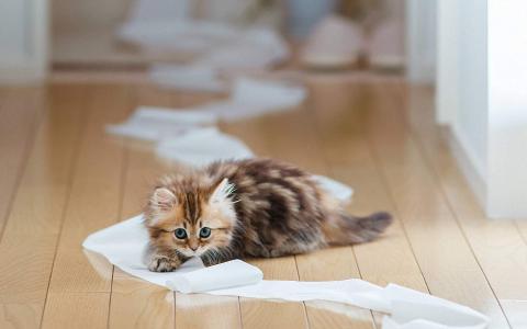猫咪图片 _ 第(8)张