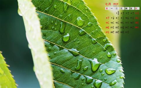 高清日历桌面护眼壁纸小清新自然绿色植物图片第5张