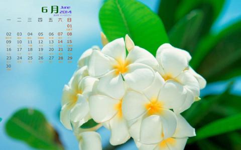 高清小清新绿色嫩芽特写图片桌面护眼壁纸高清第二辑第0张