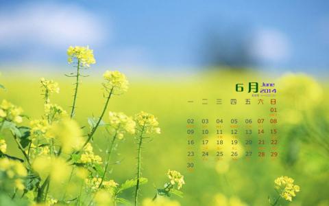 高清小清新绿色嫩芽特写图片桌面护眼壁纸高清第二辑第4张