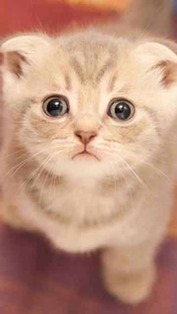 卖萌可爱猫咪图片安卓手机壁纸第1张