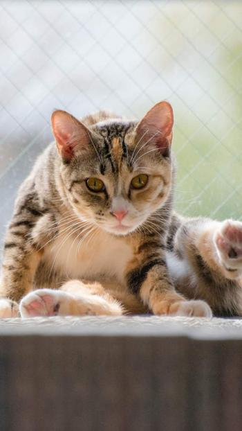 卖萌可爱猫咪图片安卓手机壁纸第3张