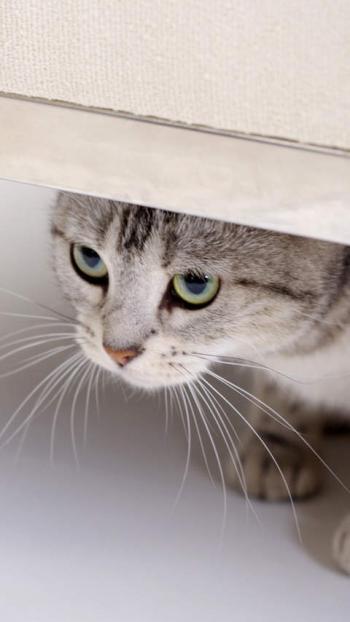 卖萌可爱猫咪图片安卓手机壁纸第4张