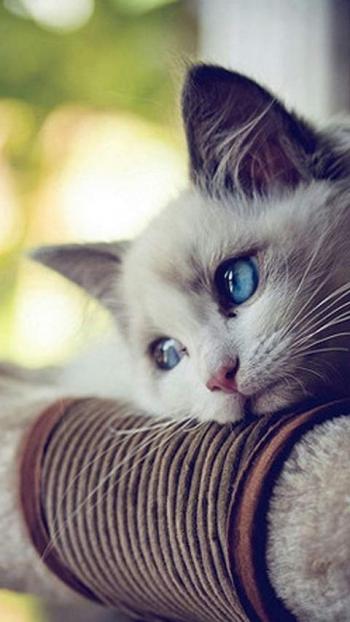 卖萌可爱猫咪图片安卓手机壁纸第5张