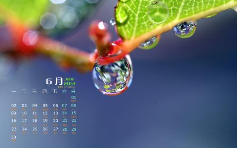绿叶图片图片 _ 第(1)张
