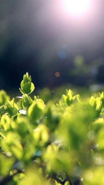 高清鲜花小清新绿色护眼花卉手机壁纸第1张
