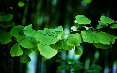 树木第4张
