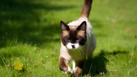 可爱小猫咪图片桌面壁纸第5张