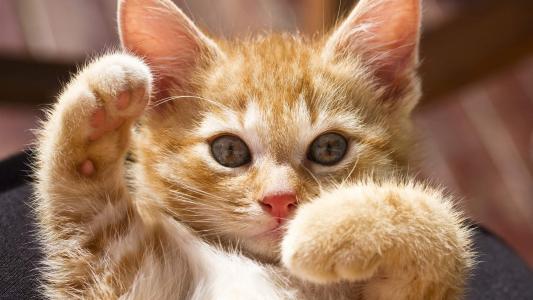 猫咪图片 _ 第(10)张