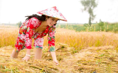 麦田第4张