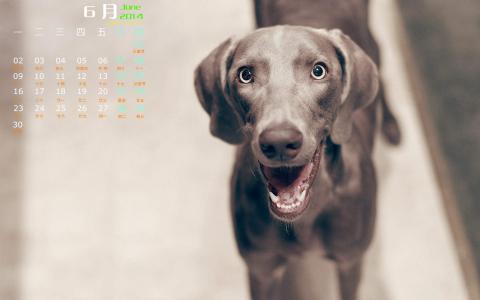 狗图片第2张