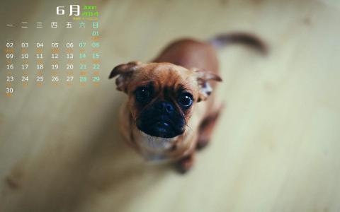 狗图片第3张