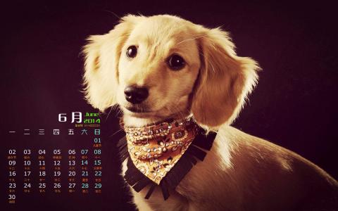 狗图片第5张