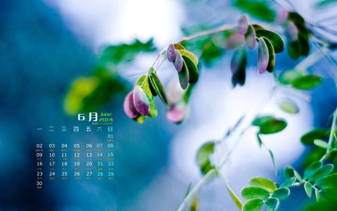 2014年6月日历壁纸唯美意境图片之树叶花朵特写第4张