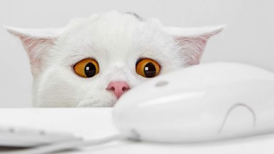 可爱宠物小猫咪呆萌抓拍特写桌面壁纸下载第2张
