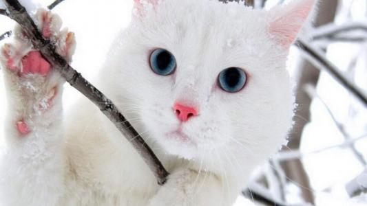 可爱宠物小猫咪呆萌抓拍特写桌面壁纸下载第5张