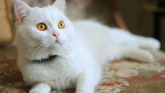 可爱宠物小猫咪呆萌抓拍特写桌面壁纸下载第6张
