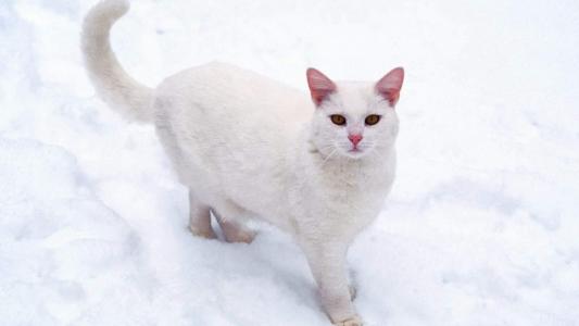 猫咪图片 _ 第(9)张