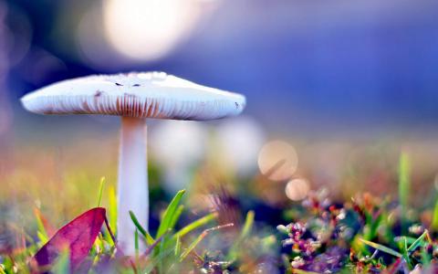 小蘑菇图片高清桌面壁纸第5张