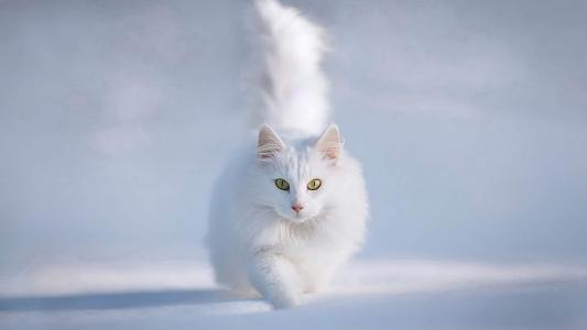 可爱的白色猫咪经典高清桌面壁纸第二辑第0张