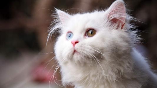 可爱的白色猫咪经典高清桌面壁纸第二辑第1张