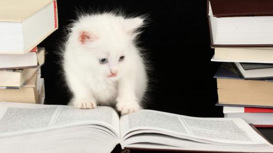 可爱的白色猫咪经典高清桌面壁纸第二辑第3张