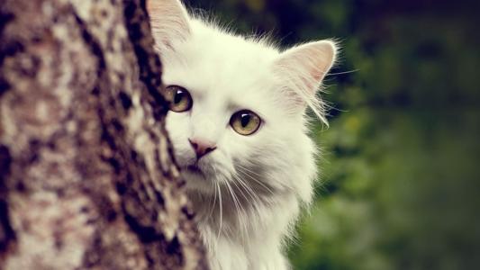 可爱的白色猫咪经典高清桌面壁纸第二辑第6张
