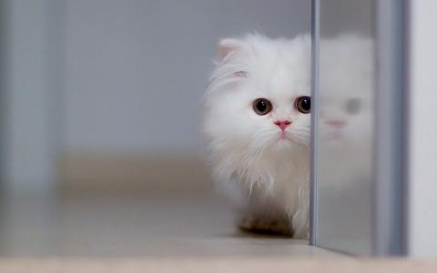 可爱宠物小猫咪呆萌抓拍特写桌面壁纸下载第4张