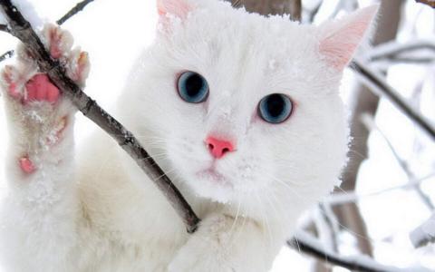 可爱宠物小猫咪呆萌抓拍特写桌面壁纸下载第5张