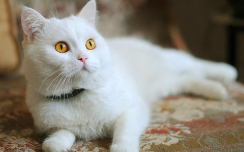 可爱宠物小猫咪呆萌抓拍特写桌面壁纸下载第6张