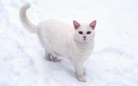 猫咪图片 _ 第(9)张