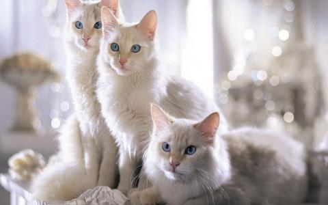 猫咪图片 _ 第(10)张
