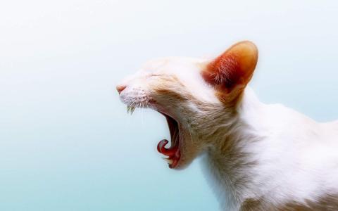 可爱的白色猫咪经典高清桌面壁纸第二辑第0张