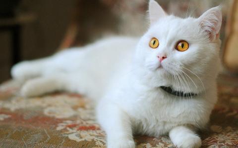 可爱的白色猫咪经典高清桌面壁纸第二辑第3张