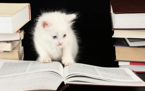 可爱的白色猫咪经典高清桌面壁纸第二辑第4张