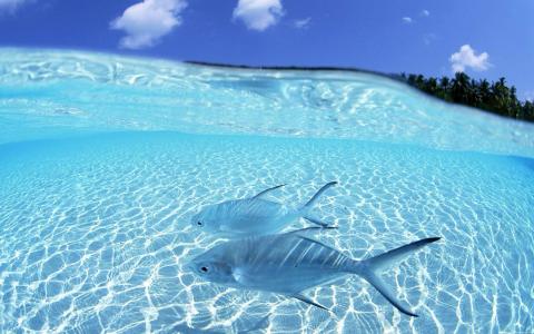 海底世界图片 _ 第(6)张
