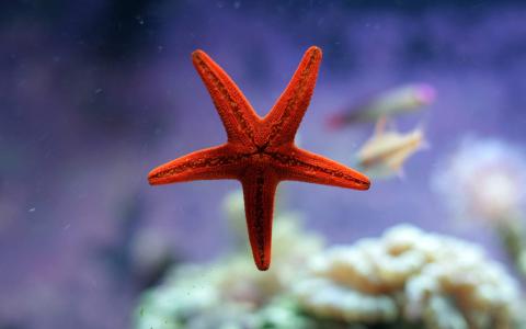 海底世界图片 _ 第(7)张