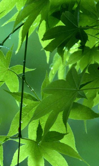 苹果手机壁纸图片 _ 第(11)张