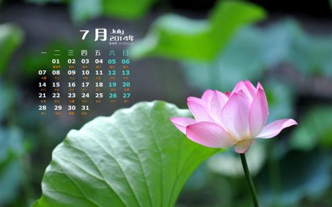清新夏日荷花高清桌面壁纸第5张