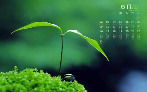 绿色植物盆栽清新摄影高清桌面壁纸下载第1张