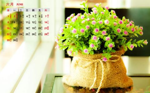 绿色植物盆栽清新摄影高清桌面壁纸下载第3张