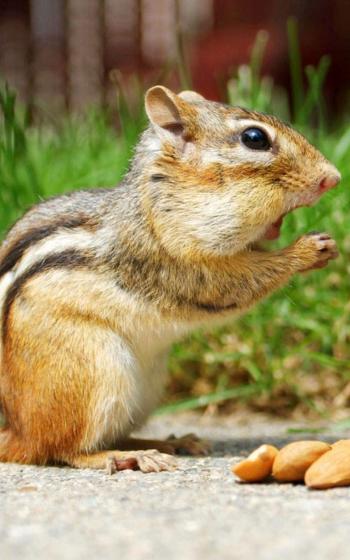 野生动物图片 _ 第(10)张