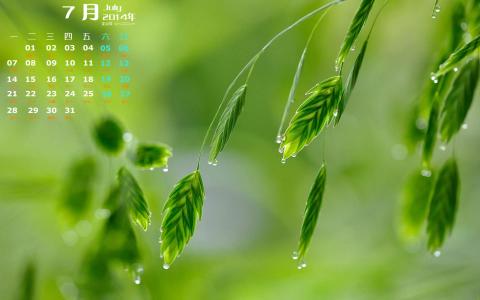 树叶的脉络绿色护眼手机壁纸第4张