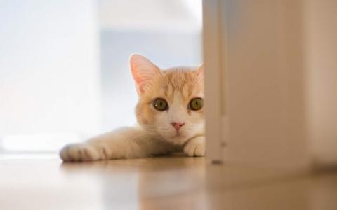 猫咪图片 _ 第(8)张