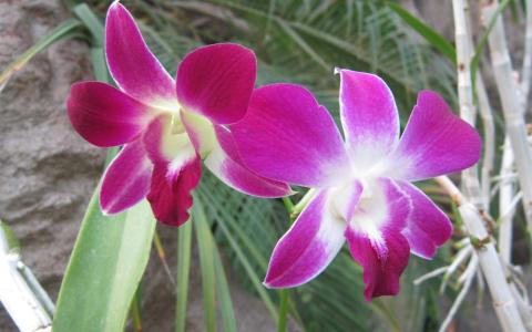 红花文殊兰花图片  红花文殊兰图片  红花文殊兰植物图片第5张
