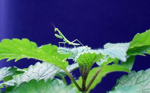 图片 _ 第(10)张